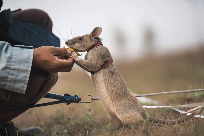 曾扫除百枚爆裂物！柬埔寨「英雄鼠」逝世 生涯救人无数