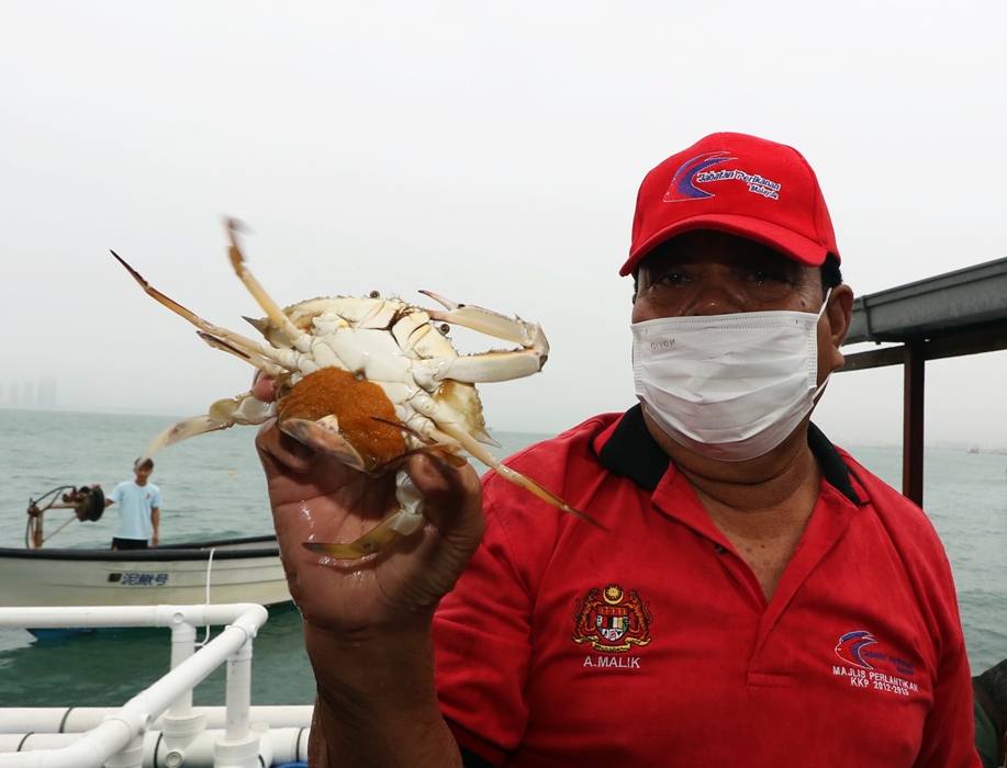 柔：地不佬海峡全马首“螃蟹产房”  提高蟹卵存活机率