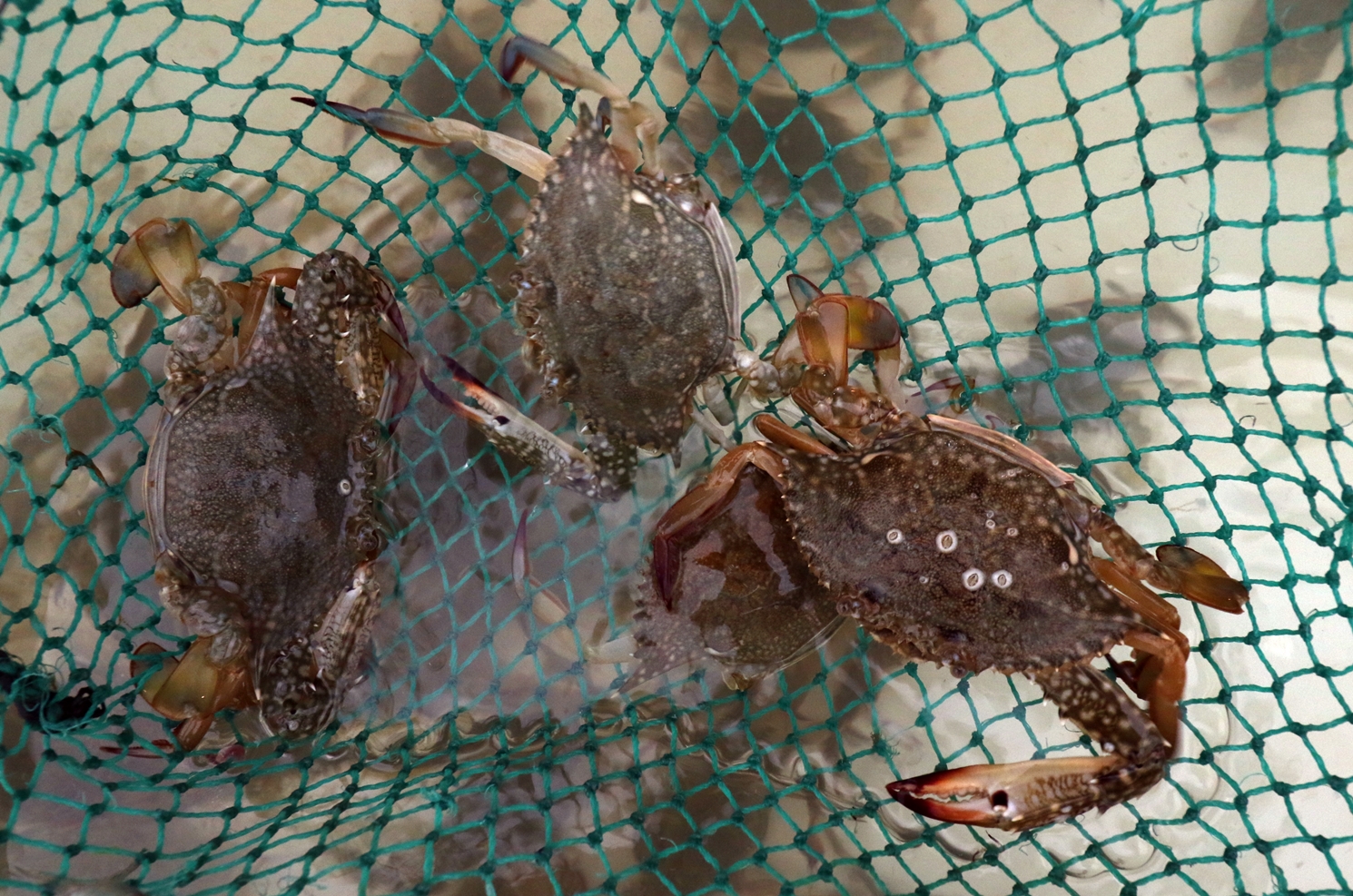 柔：地不佬海峡全马首“螃蟹产房”  提高蟹卵存活机率