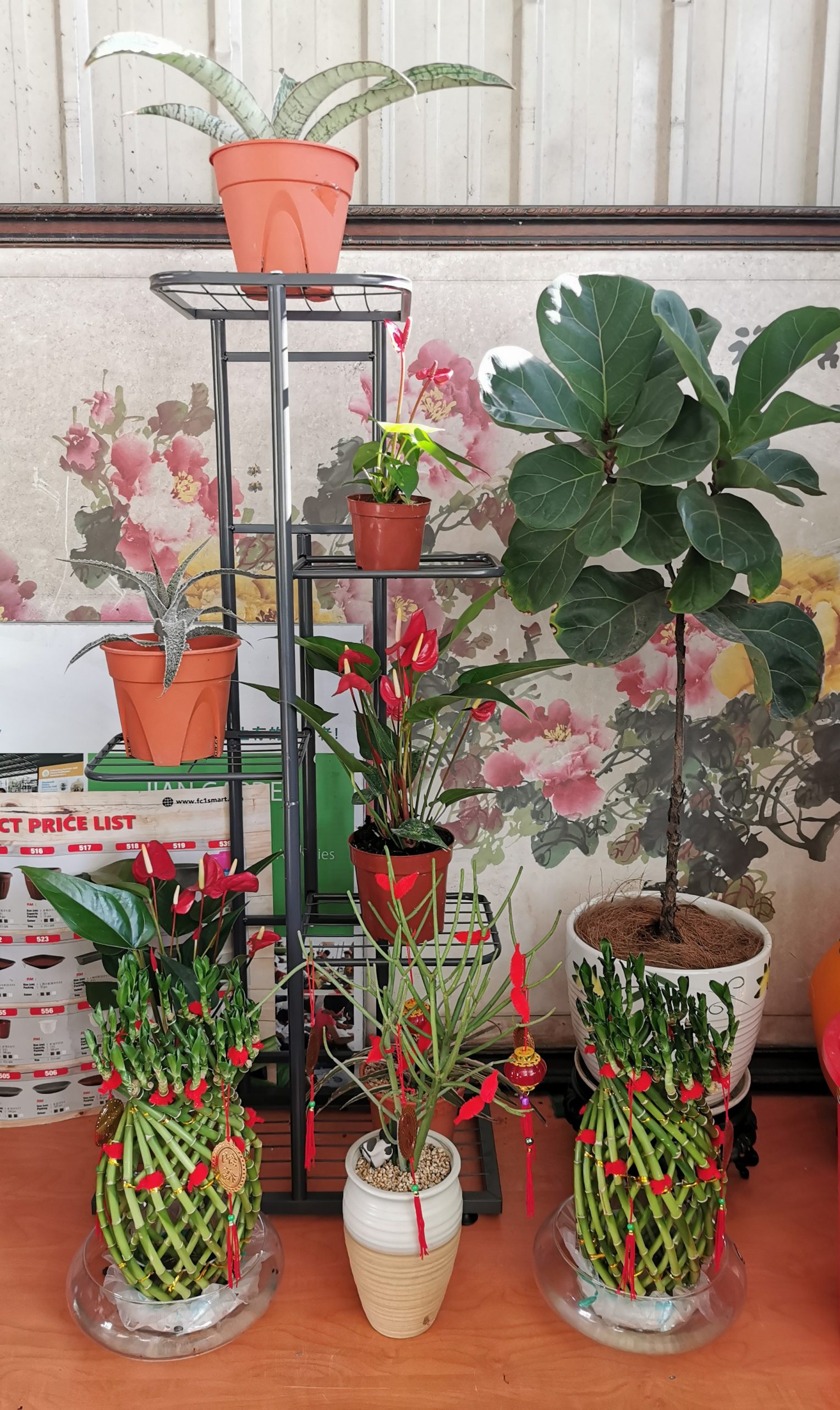 柔：时尚记事簿（1月29日见报）：室内赏玩植物加入年花行列，为春节装饰添新意