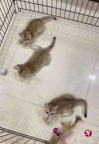 狮城妇在家养29猫咪 涉非法繁殖出售被查