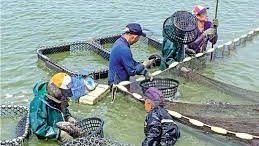 大陆以禁药为由 禁进口台湾两养殖场活鱼