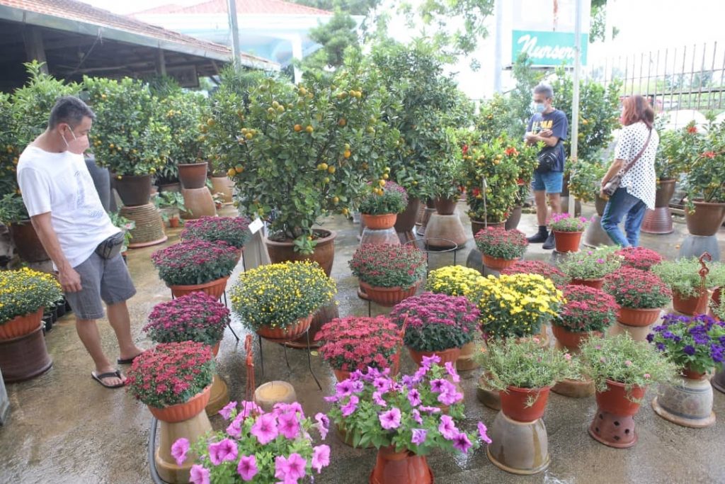 霹：封面主文／年柑年花最后冲刺 部分年货断市 市道后劲十足