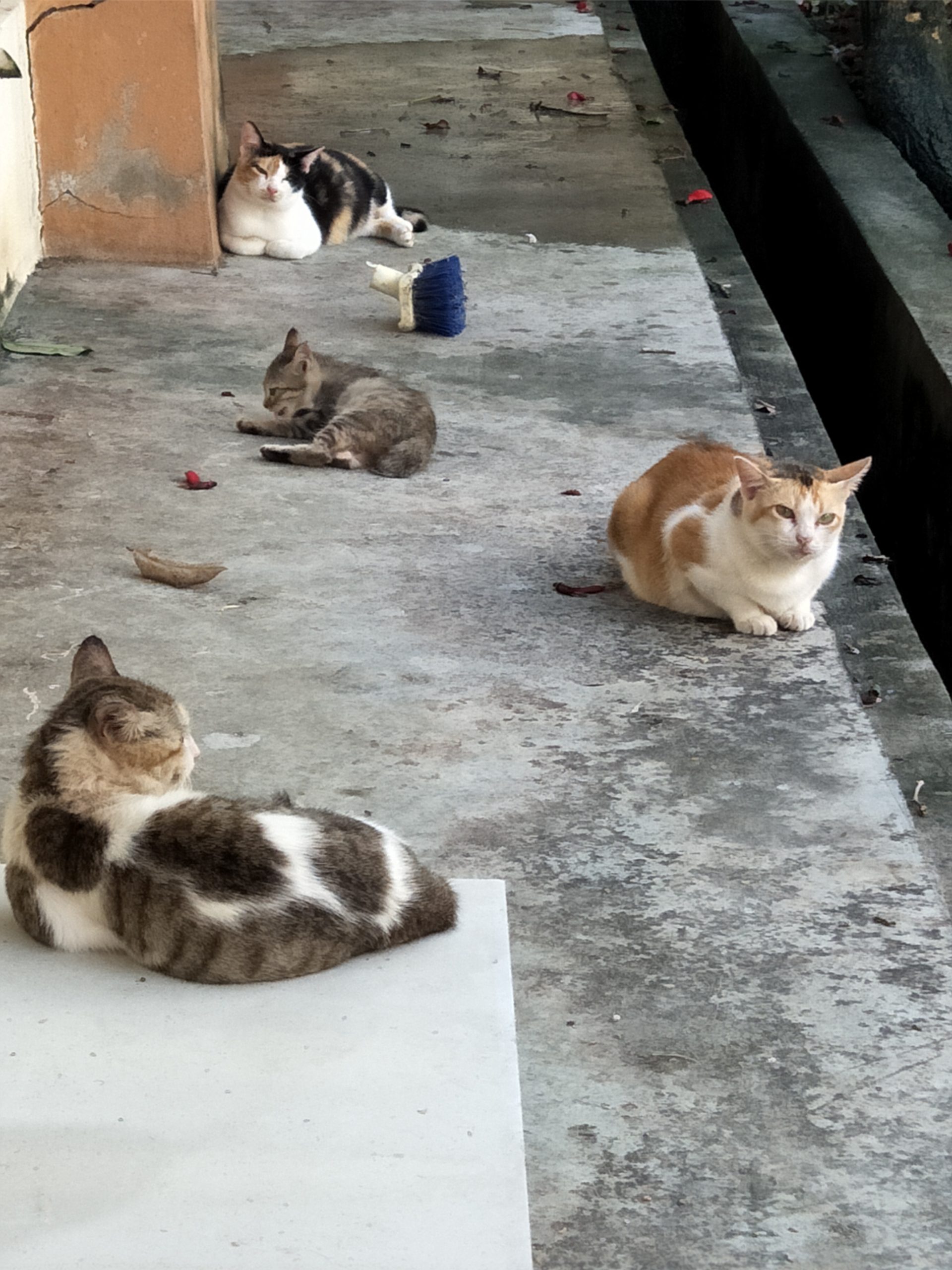 （大北马）猫只繁殖力强  槟城SPCA建议巴刹当TNR试点 控制数量