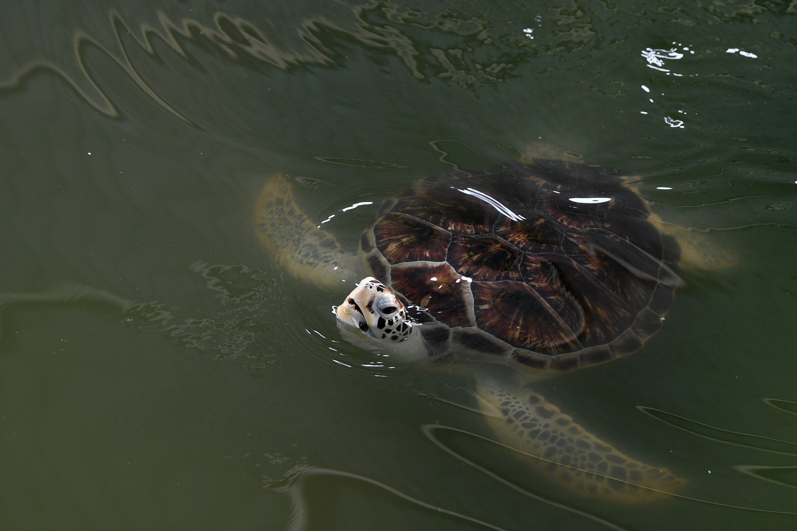 东：兰道阿邦渔业研究中心鉴定渔夫在海龟登陆地点附近使用一种叫“pukat pari” 拖网工具捕鱼是导致海龟死亡的主要原因。
