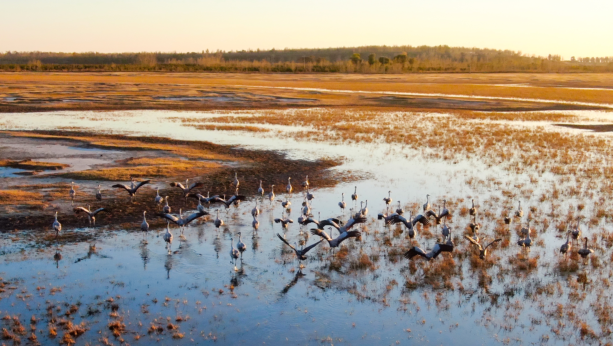 天然湿地：“地球之肾”“物种基因库”
