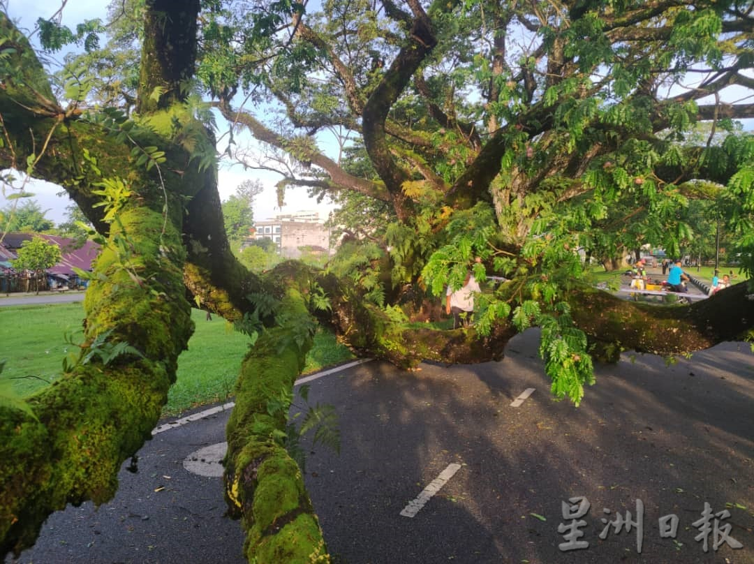 太平湖步行道百年雨树 遭风雨袭倒