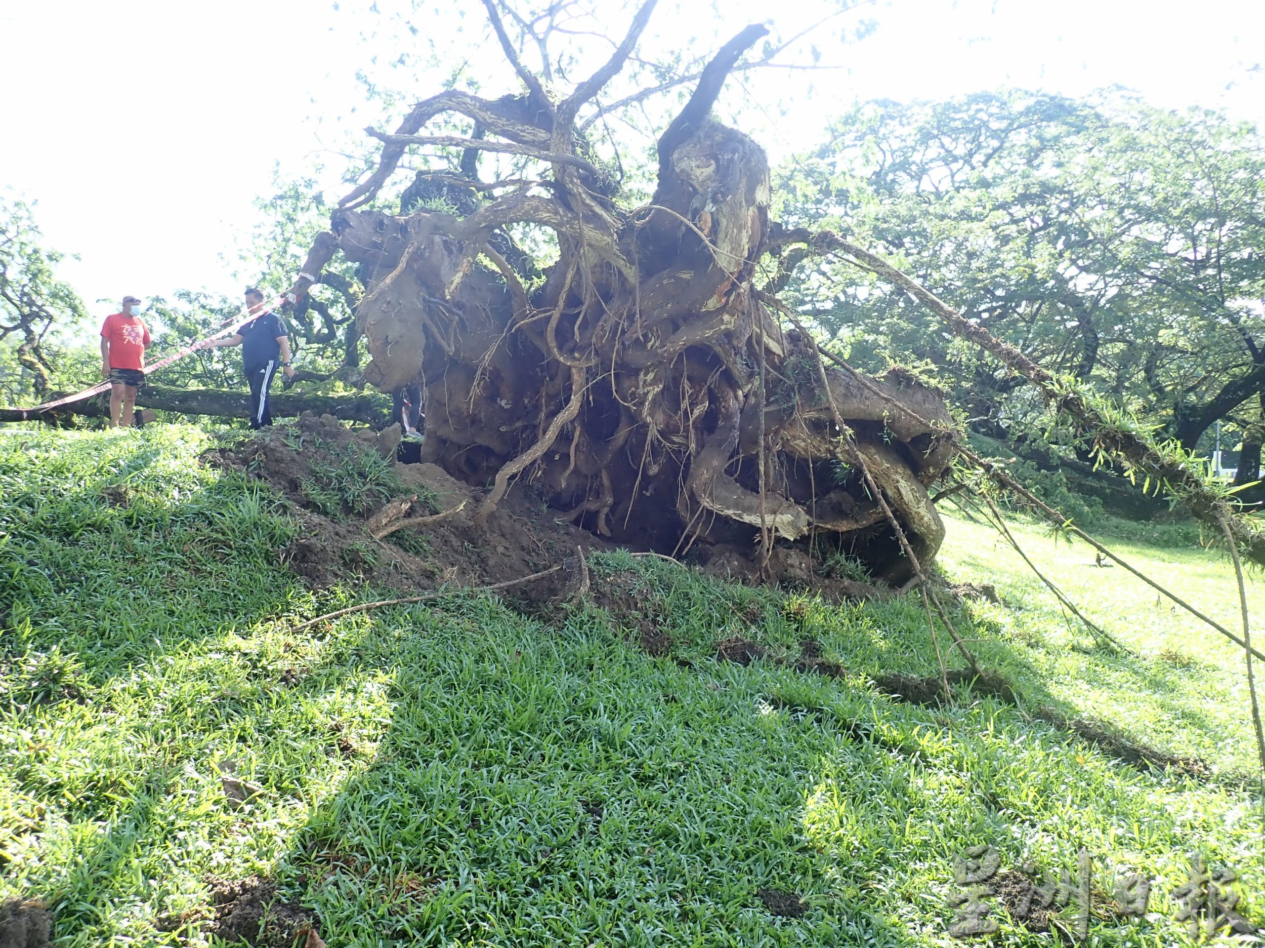 太平湖步行道百年雨树 遭风雨袭倒