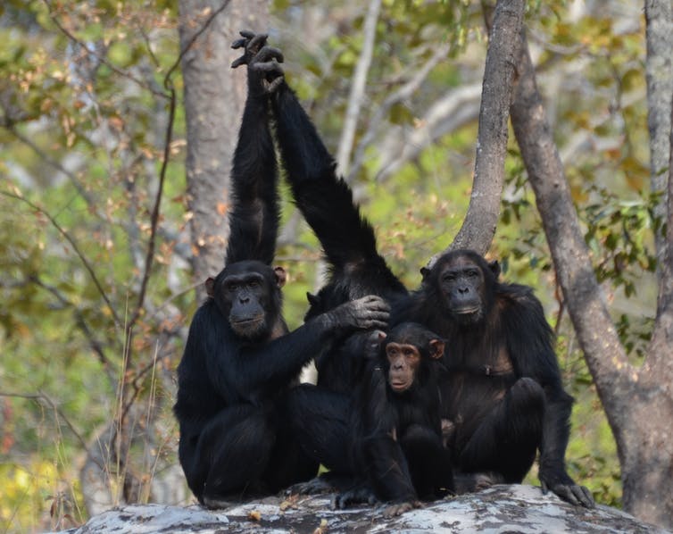 拼盘/昆虫当药 黑猩猩用天然妙方为自己和同伴疗伤