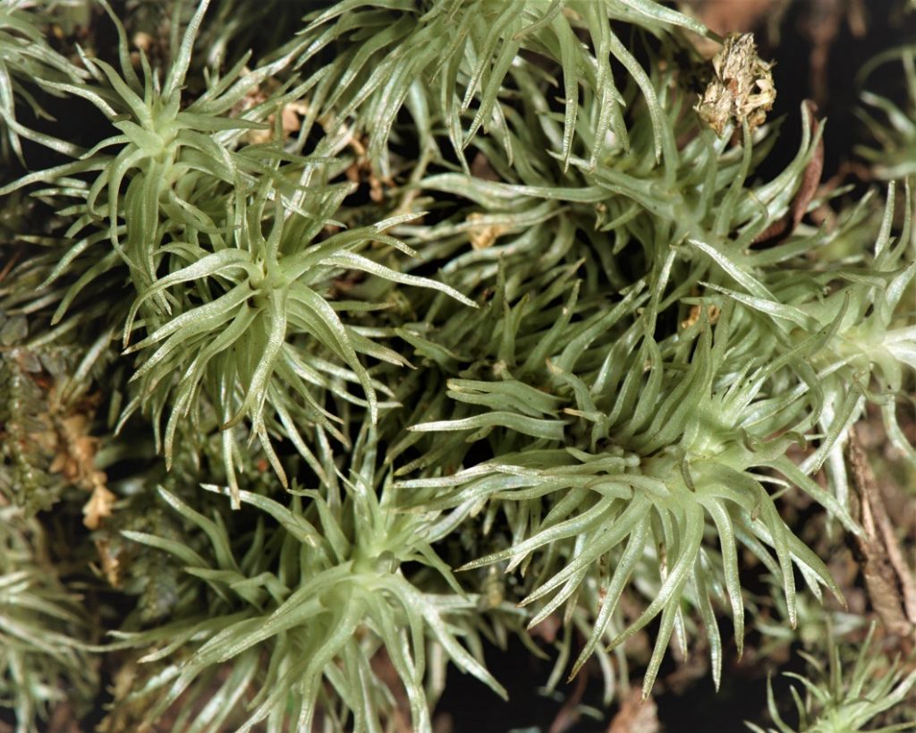 植物学家杨荐钛：珍视被忽视的苔藓