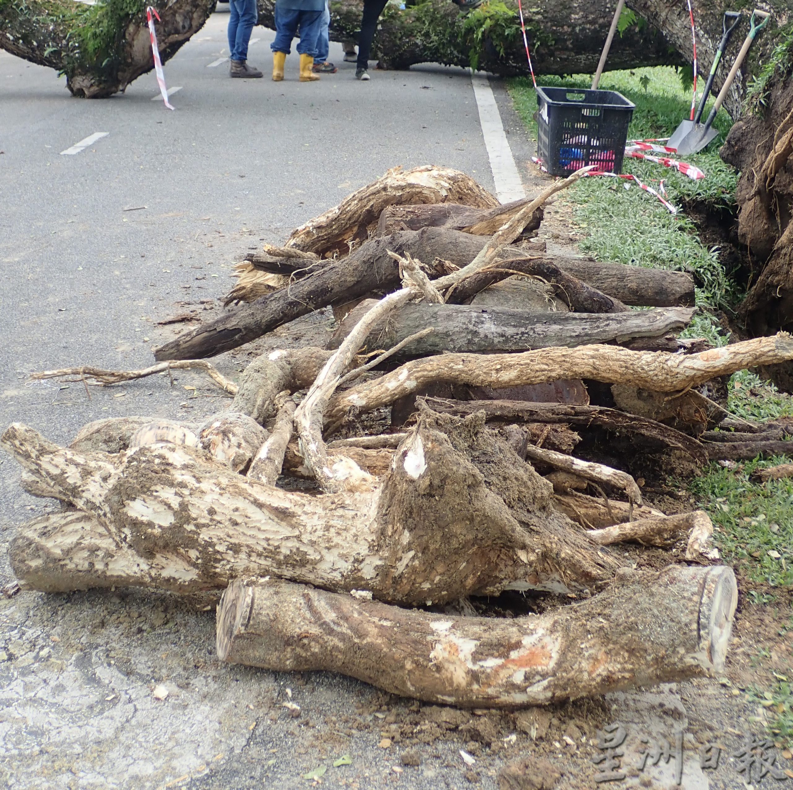 社区动态／被袭倒的太平百年雨树 将扶直赋予新生
