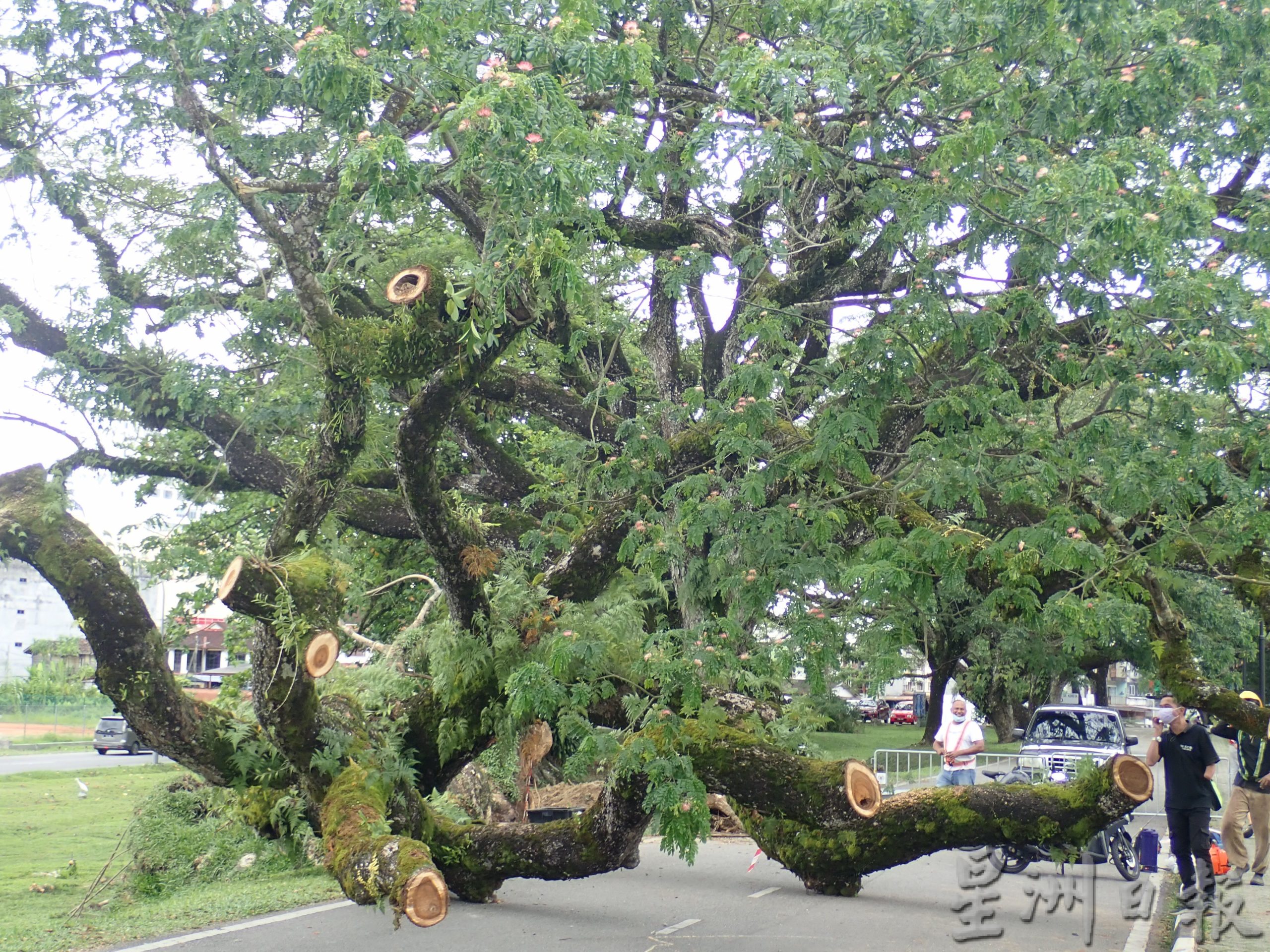 社区动态／被袭倒的太平百年雨树 将扶直赋予新生