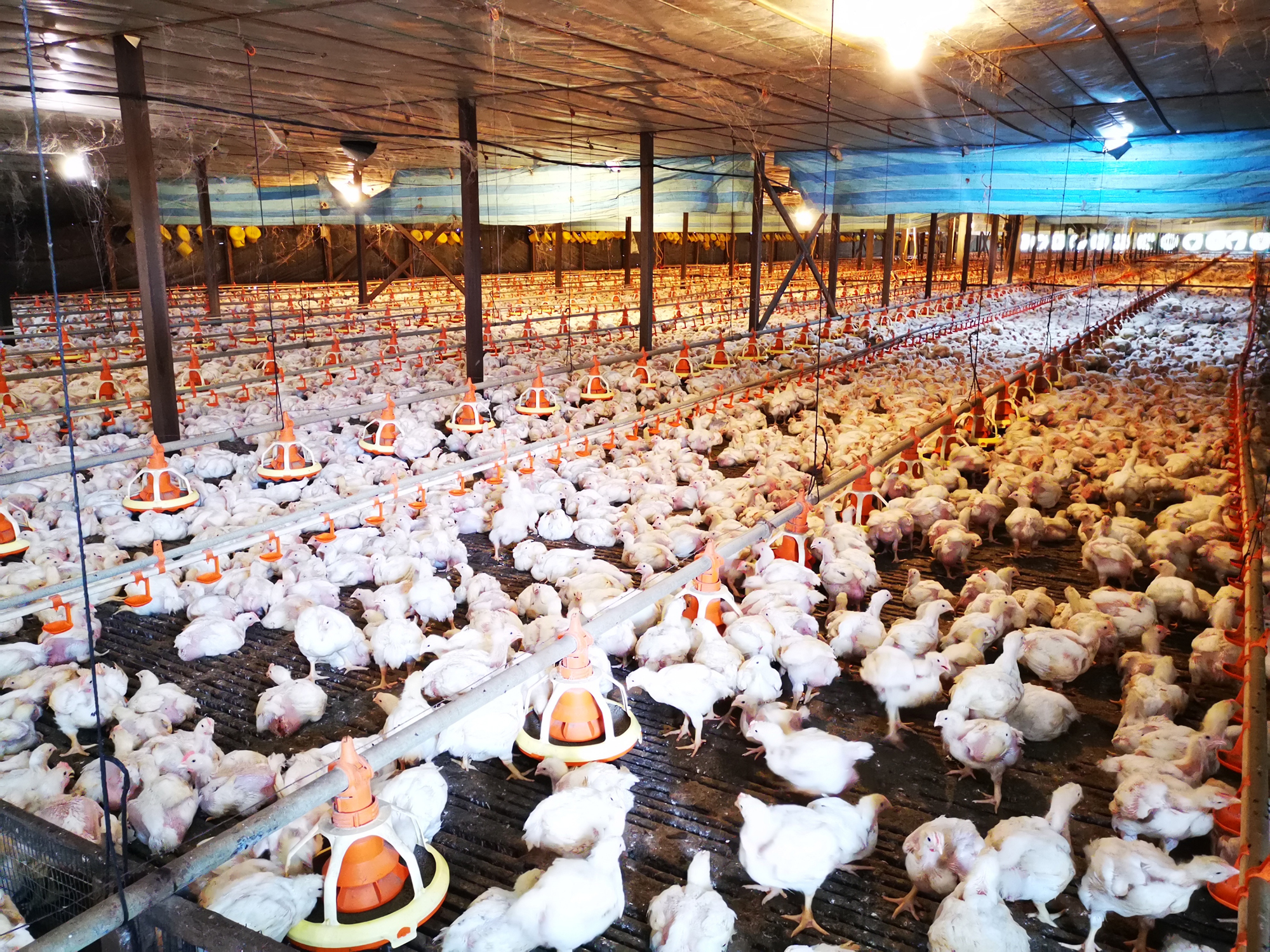 霹：版六头／养鸡业者：政府速提供津贴，莫把养鸡业逼向绝路