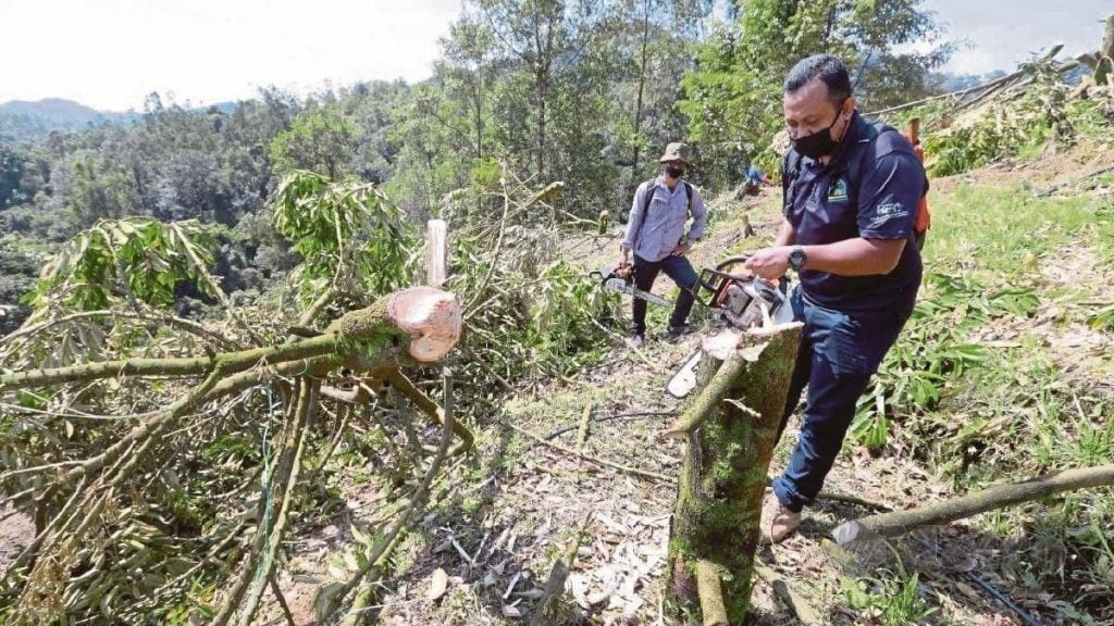 林明甘榜哥隆巴辖摧毁猫山王榴梿树后 划为森林保护区 重新种植3000棵树木