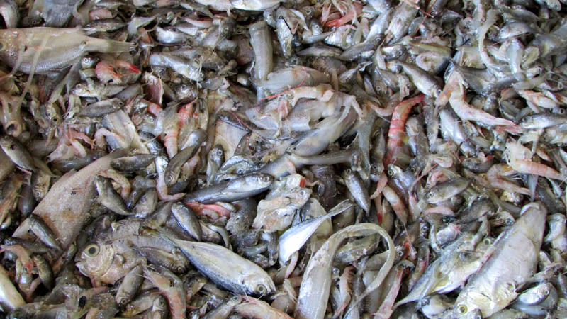 长期面对非法捕鱼活动入侵 瓜拉姆拉渔民生计或受影响