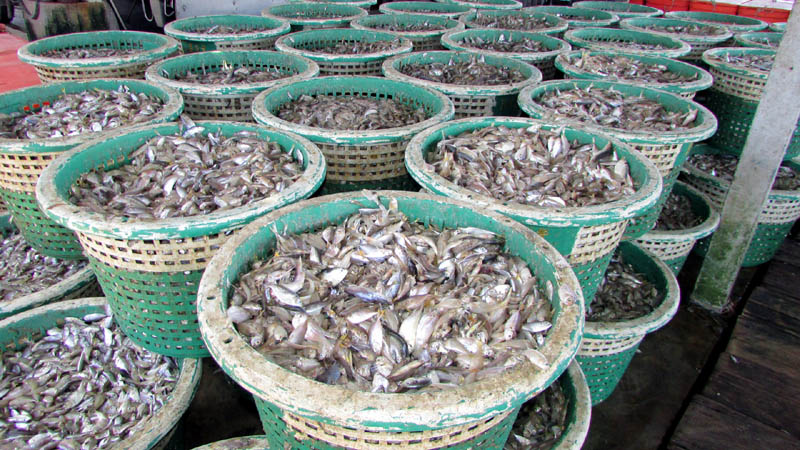 长期面对非法捕鱼活动入侵 瓜拉姆拉渔民生计或受影响
