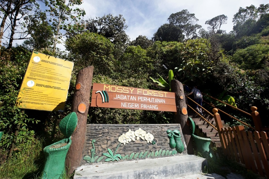 东：彭亨州林业局建议游客通过旅行社服务进入苔藓森林