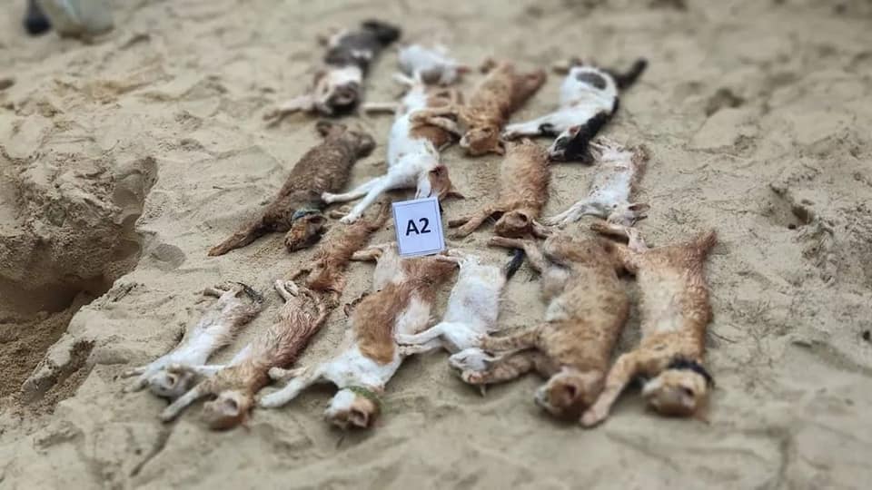 东：着名旅游胜地格鲁昂海滩20只猫咪包括幼猫疑被人毒死。
