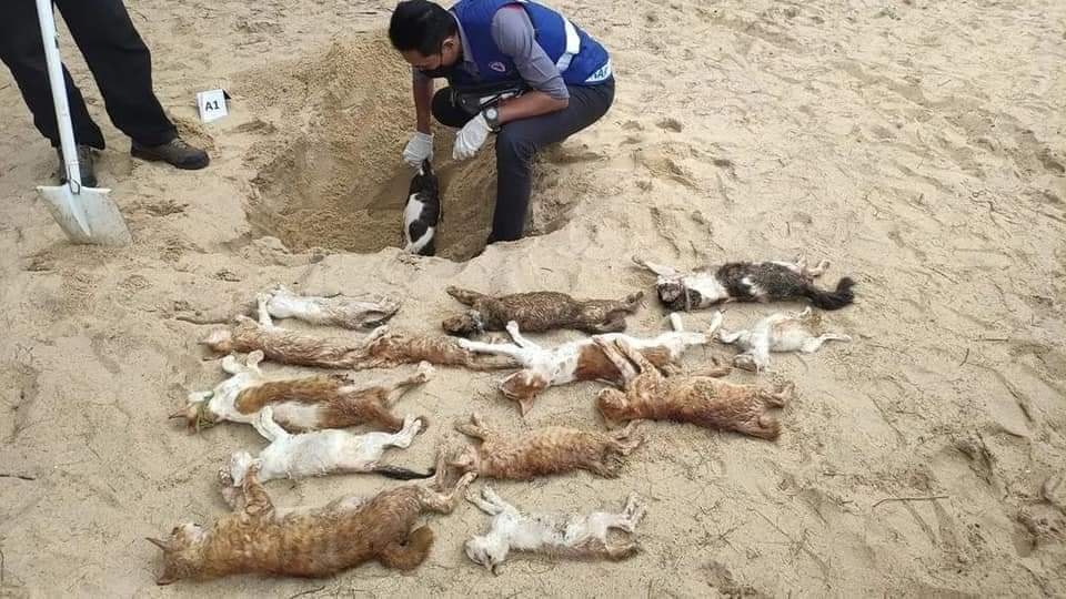 东：着名旅游胜地格鲁昂海滩20只猫咪包括幼猫疑被人毒死。
