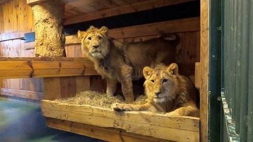 严重受创 营养不良 乌克兰4狮虎获救