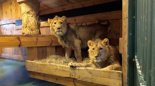 供上网//拚图2图／两只狮子和两只乌克兰虎　在荷兰的难民