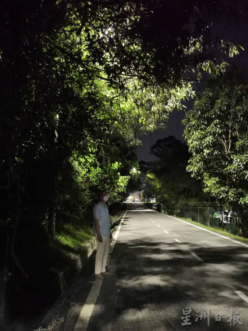 供fb/韩球丰路街灯被树遮盖，影响照明危及路人