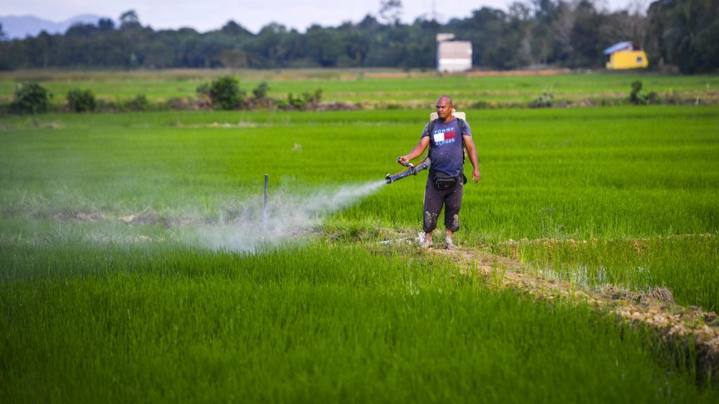 阿汉峇峇：将命名IS22 马研发抗水稻米种子