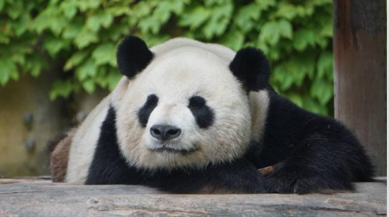 大熊猫“雅奥”患肠梗阻　抢救不治亡