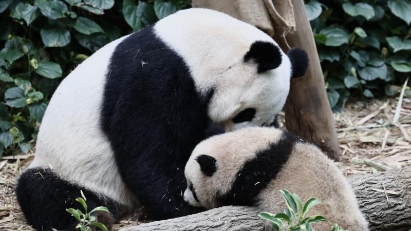 新加坡大熊猫宝宝叻叻长大了！ 首次与妈妈嘉嘉同会客