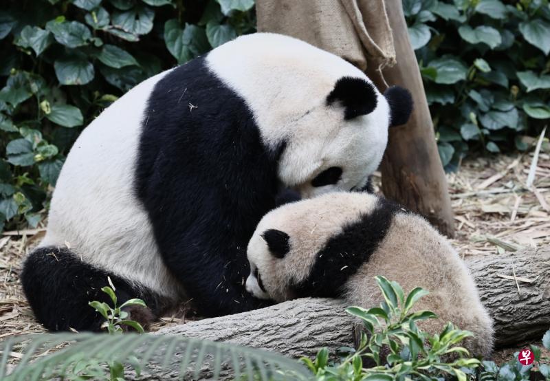 大熊猫宝宝叻叻长大了！首次与妈妈嘉嘉同会客