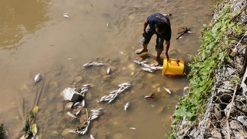 无拉港峇拉河漂浮大量死鱼 疑养殖鱼塘排出