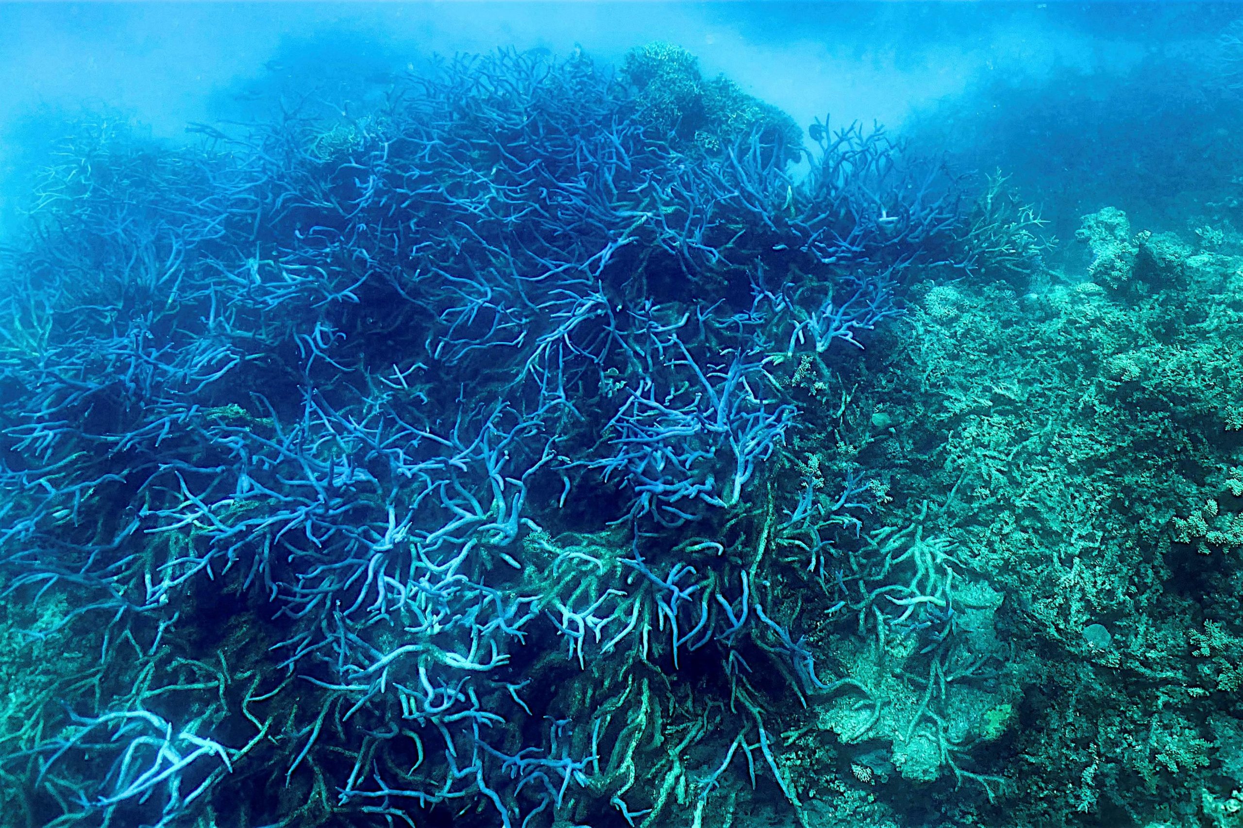拚图）6年来第4度 澳洲大堡礁再陷大规模白化危机