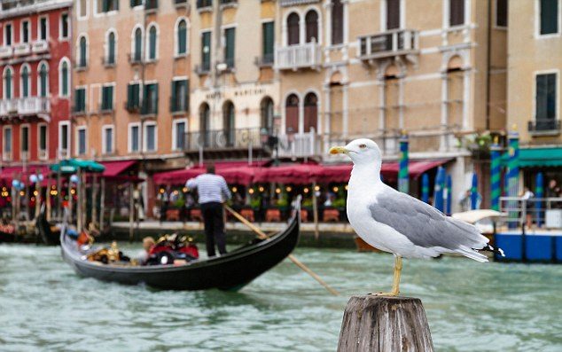 拼盘 威尼斯海鸥为患　酒店业商量对付办法