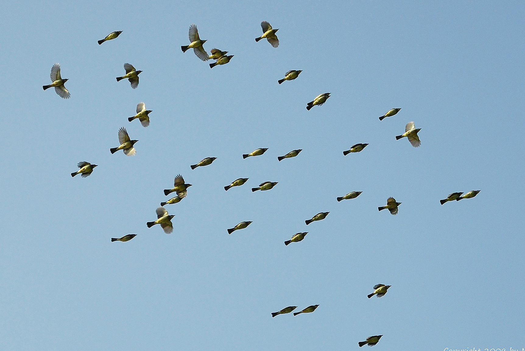柔：封底：今日面谱（见报日3月24日）：杜祥山拍鸟为生态保育尽绵力