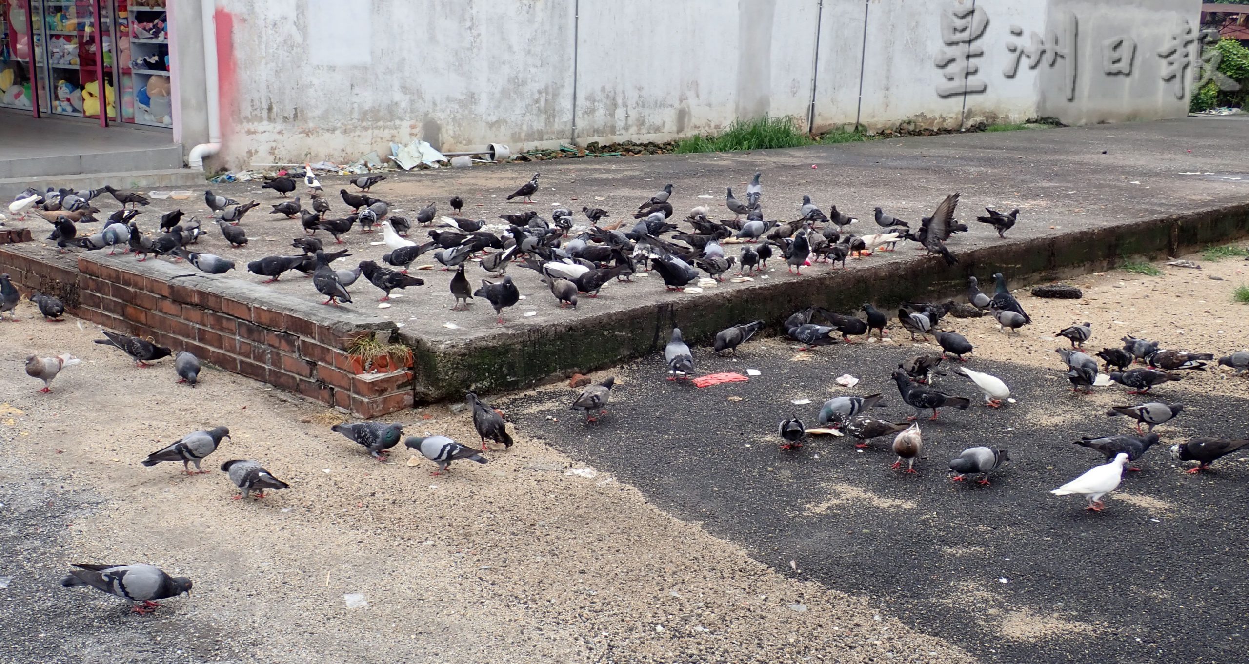 疑有人在谷类中下毒 数十只鸽子集体死亡