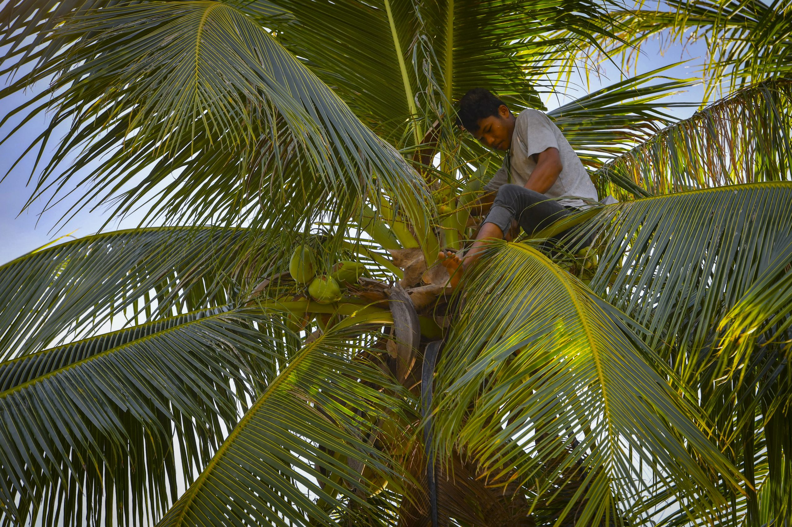 登嘉楼少年动作敏捷 赤脚空拳上树采椰子 