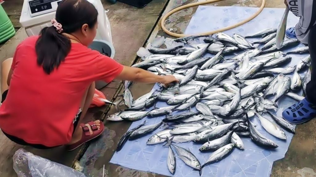 峇拉煎虾引来硬尾鱼 . 峇眼拿督县村民垂钓丰收