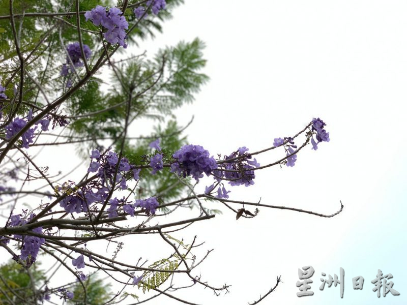 （古城封面副文）紫色梦幻的蓝花楹开花