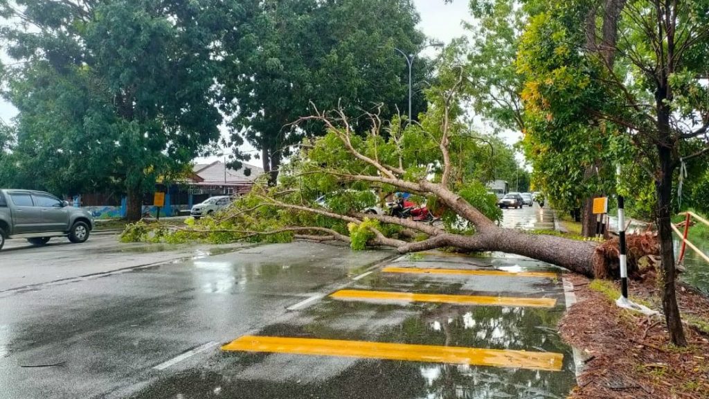 狂风袭默迪卡再也花园  刮倒大树有惊无险