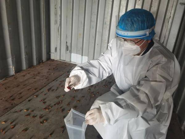 2000只蟑螂“组团偷渡” 藏空集装箱入境中国被截