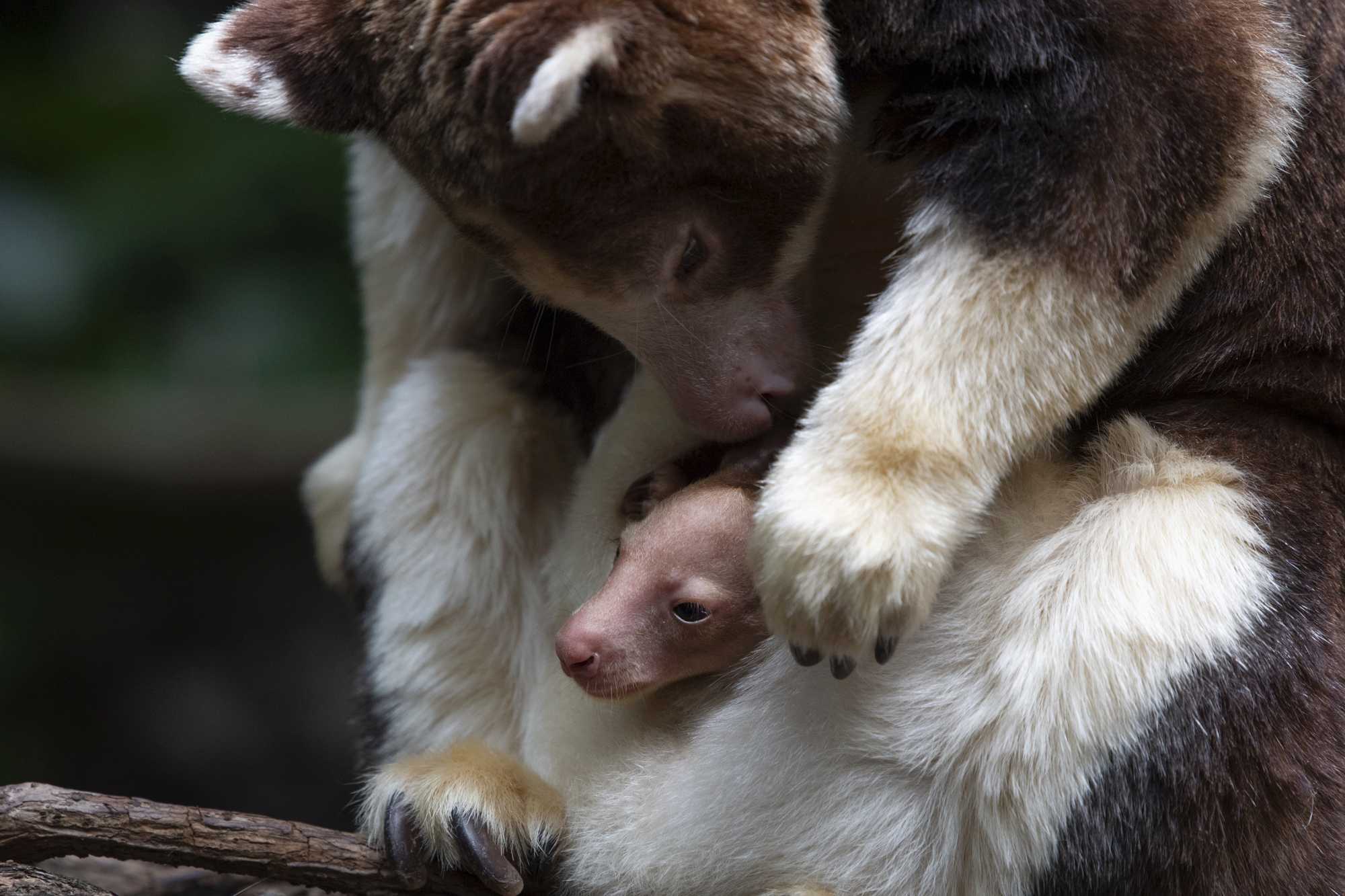 2008年以来首次 动物园诞生珍稀马氏树袋鼠