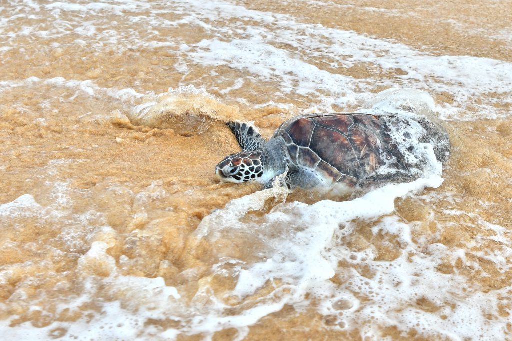 登渔业局记录显示 首3月共31海龟死亡事件
