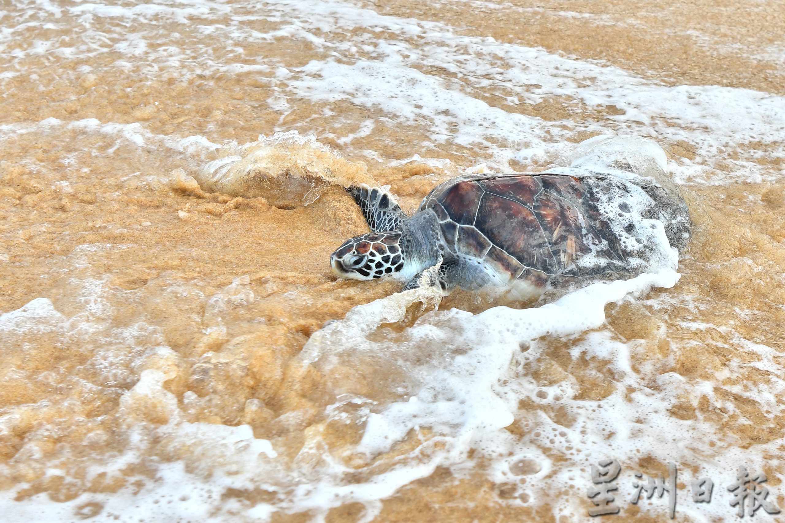 东：登州放海龟回到大海