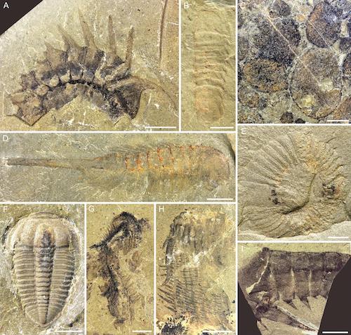 中国发现5.04亿年前临沂动物群，打开寒武纪生命探索新窗口