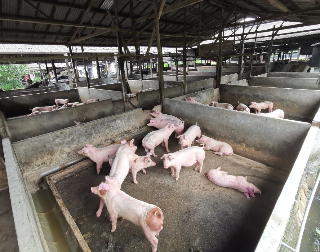 供星洲网：波德申丹A新村19非法养猪场，2000只猪“不翼而飞”