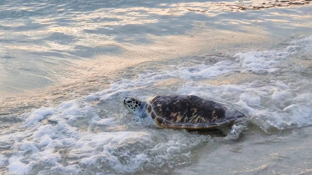 森渔业局首施“海龟标签”追踪系统 为保育海龟迈出新里程碑