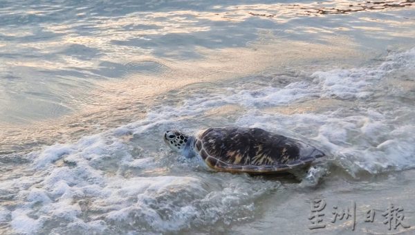 供FB／森渔业局首施“海龟标签”追踪系统，为保育海龟迈出新里程碑