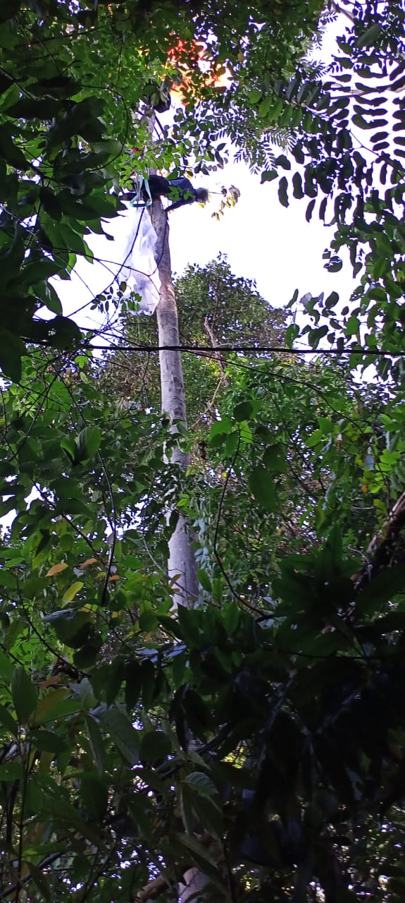 参加滑翔伞运动出意外  巴男挂40呎大树丧命