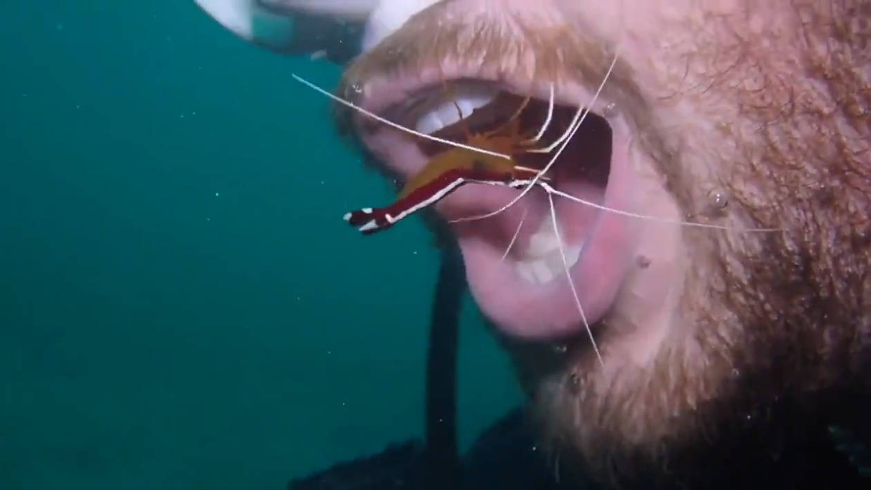 国外一名潜水员张开嘴 让海中小虾游入清洁牙齿 