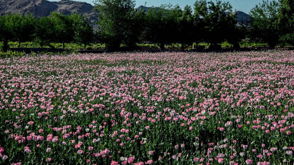 塔利班宣布禁种罂粟